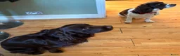 Sprocker dogs for sale: Gorgeous Sprocker Puppies - Advert 4