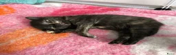 Maine Coon cats for sale: 3 female mainecoon mix kittens  - Advert 5