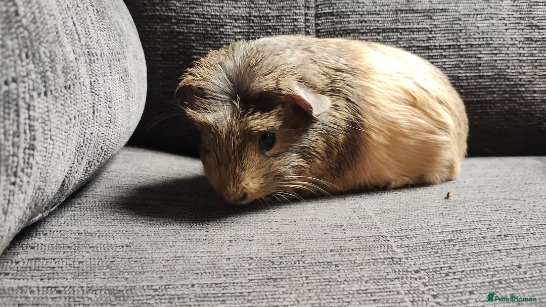 Guinea Pig rodents for sale: Cute pair boy guinea pigs  - Image 4