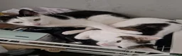 Domestic Shorthair cats for sale: Domino&Bonnie, Brother&Sister MUST stay together in Birmingham - Advert 5