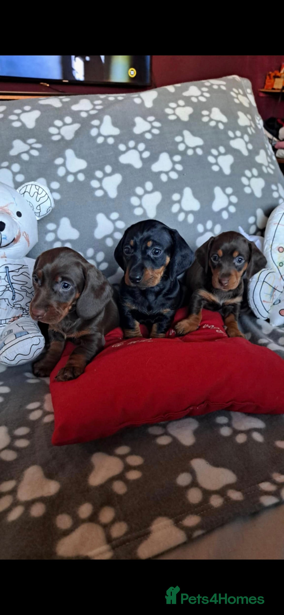Dachshund dogs for sale: Beautiful Dachshund Puppies - Advert 7