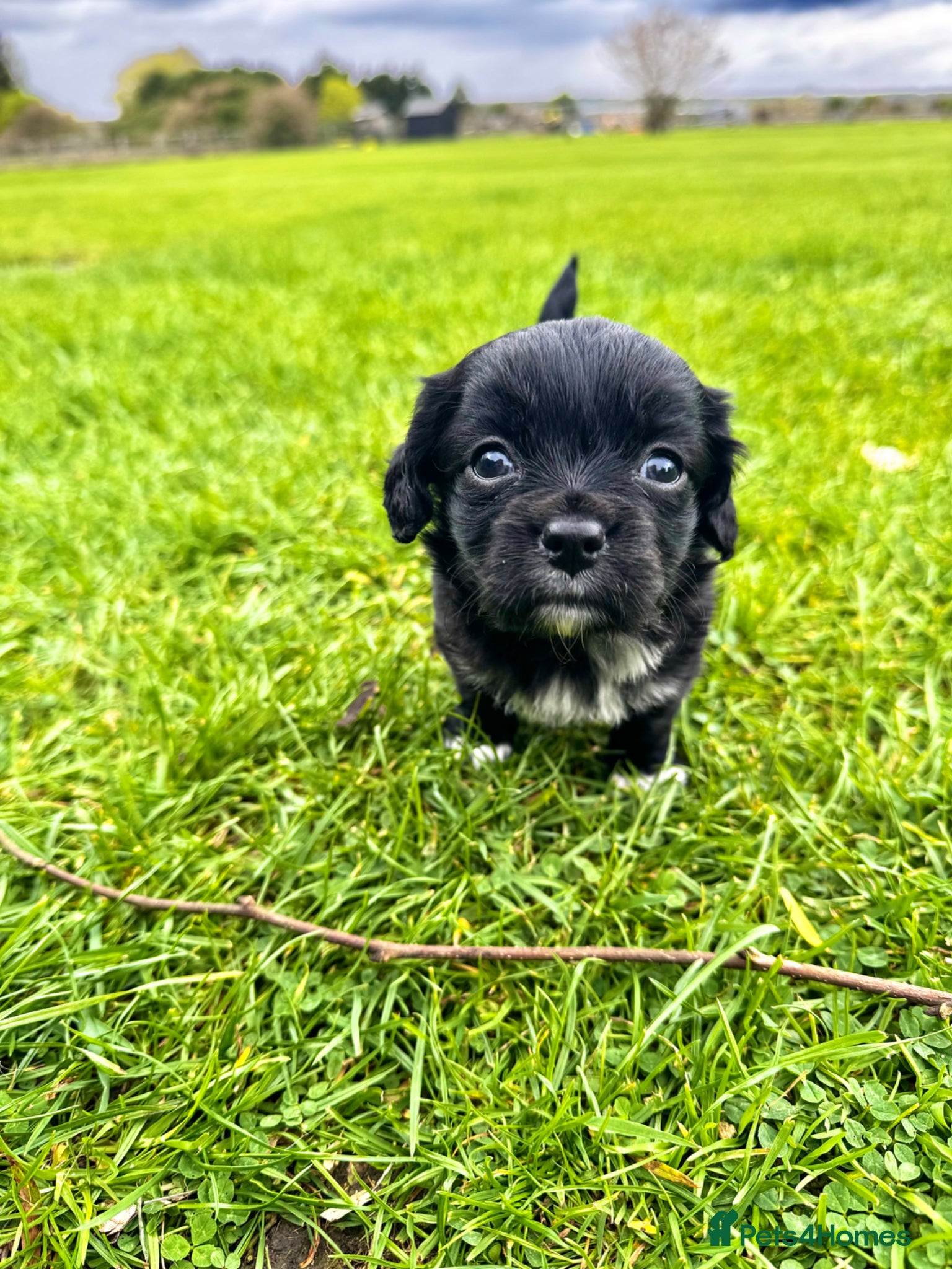Mixed Breed dogs Chihuahua x Cocker Spaniel puppies cockerhuahua - Advert 15