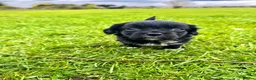 Mixed Breed dogs for sale: 2 left! Chihuahua x Cocker Spaniel cockerhuahua - Advert 15