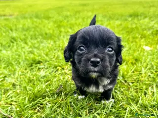 Mixed Breed dogs Chihuahua x Cocker Spaniel puppies cockerhuahua - Advert 15