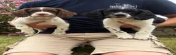 English Springer Spaniel dogs for sale: KC HEALTH TESTED SPRINGER SPANIEL PUPPIES  - Advert 1