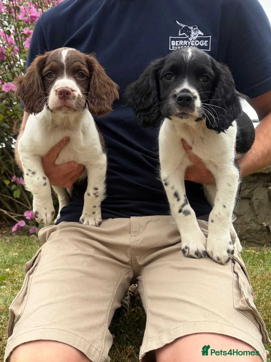 English Springer Spaniel dogs for sale: KC HEALTH TESTED SPRINGER SPANIEL PUPPIES  - Advert 1