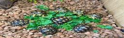 Tortoise reptiles for sale: Leopard Tortoises- Gorgeous Babies!  - Advert 10