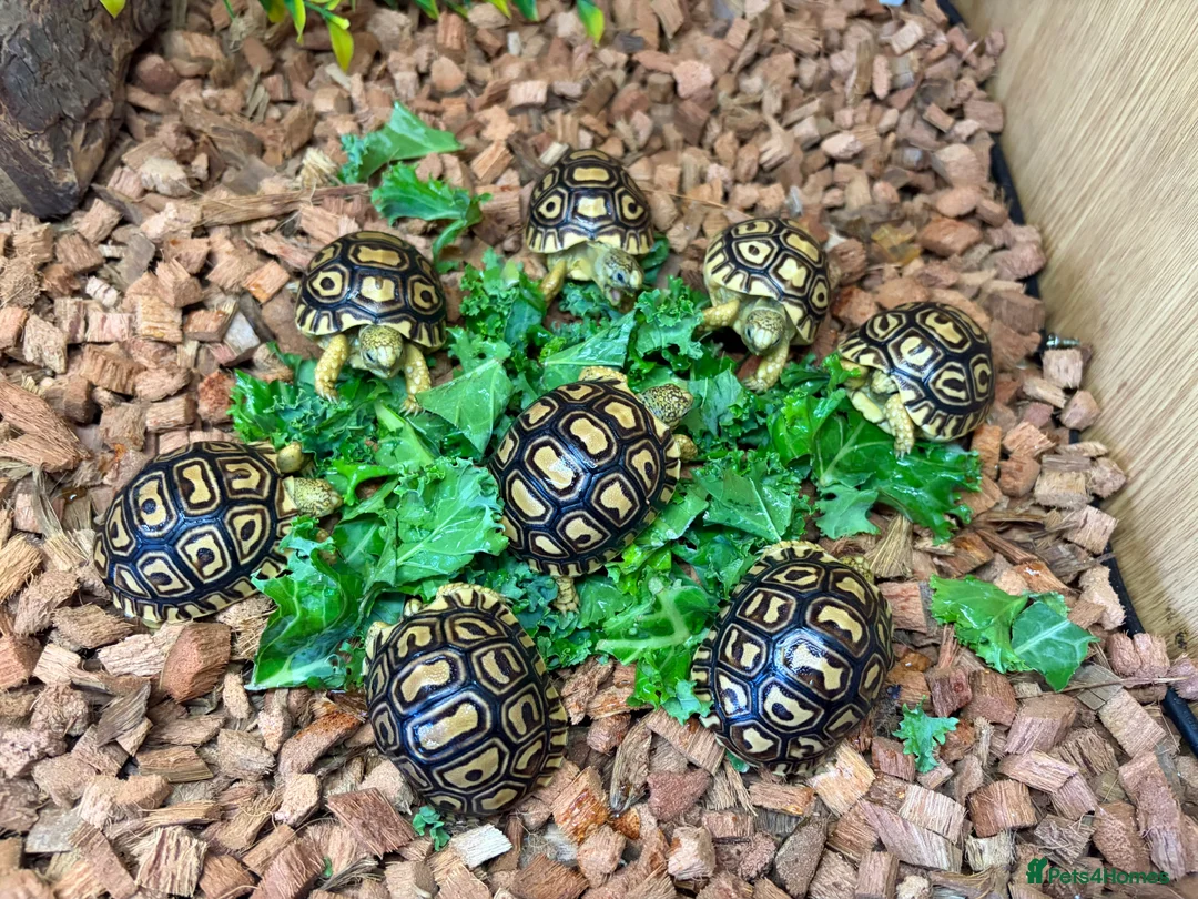 Tortoise reptiles for sale: Leopard Tortoises- Gorgeous Babies!  - Advert 10