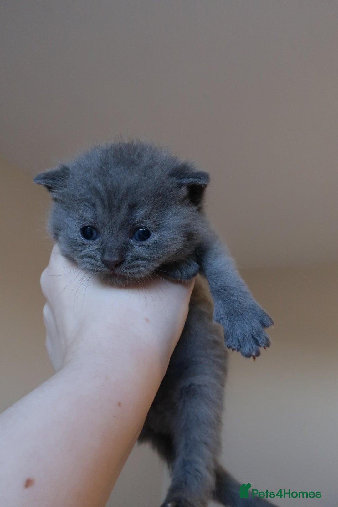 British Shorthair cats for sale: 2 left -GCCF Registered British Shorthair Kittens  - Advert 11