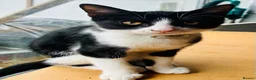 Mixed Breed cats for sale: Gorgeous kittens ready to go - Advert 7
