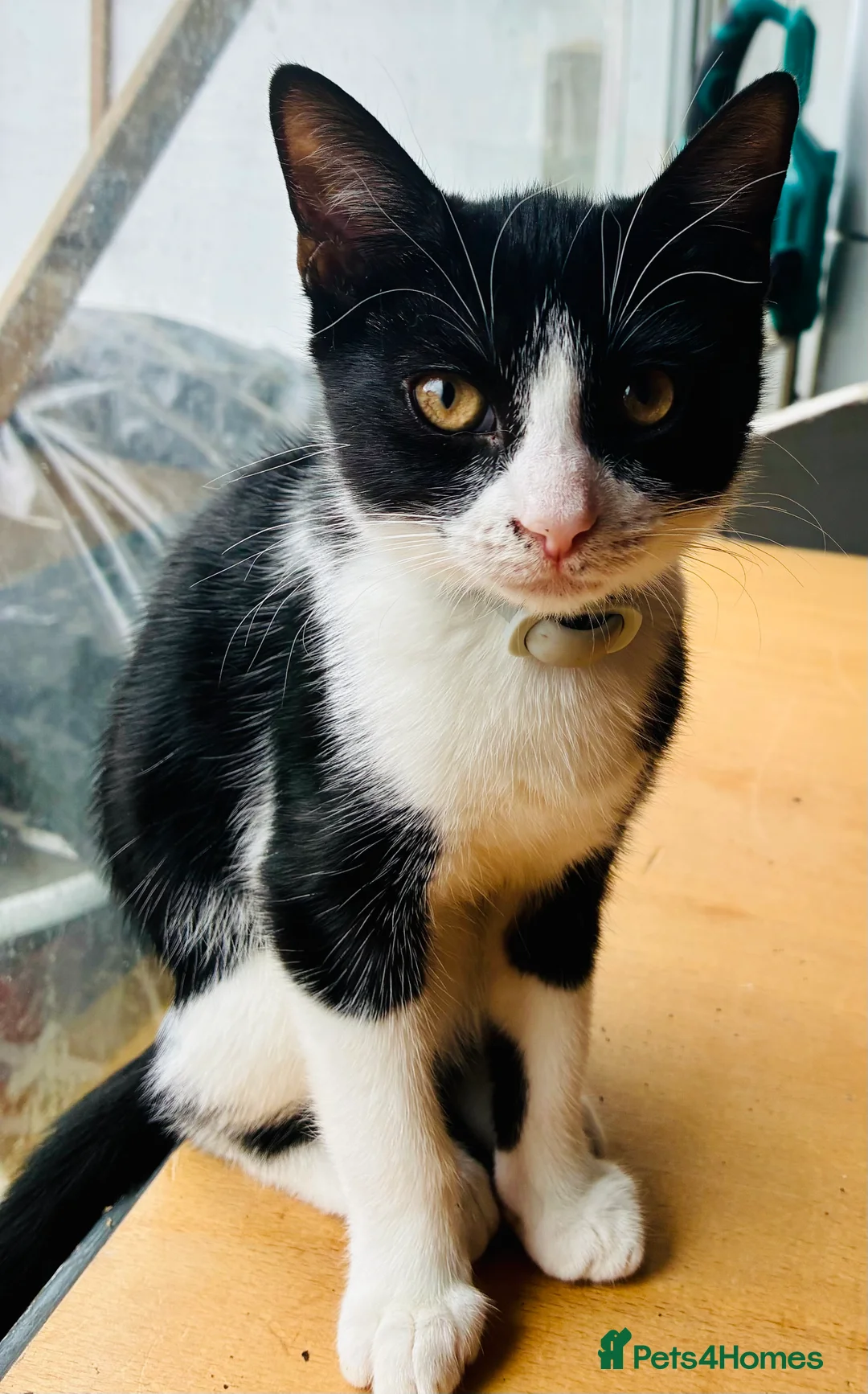 Mixed Breed cats for sale: Gorgeous kittens ready to go - Advert 7