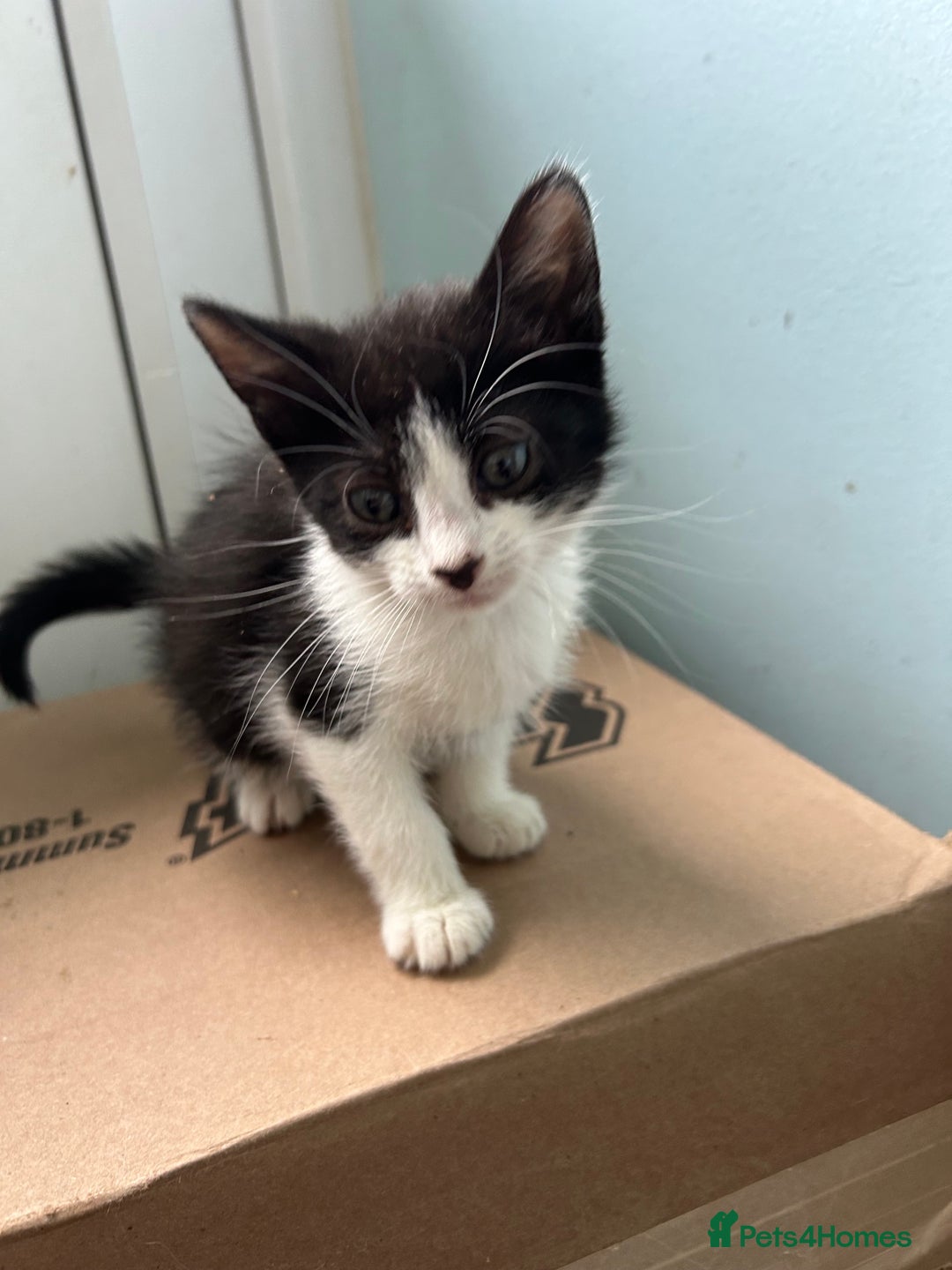 Mixed Breed cats for sale: Two friendly girls  - Image 2