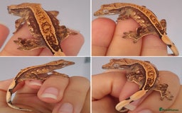Gecko reptiles for sale: Baby crested geckos for sale  - Image 2