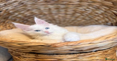 Maine Coon cats - Advert 7