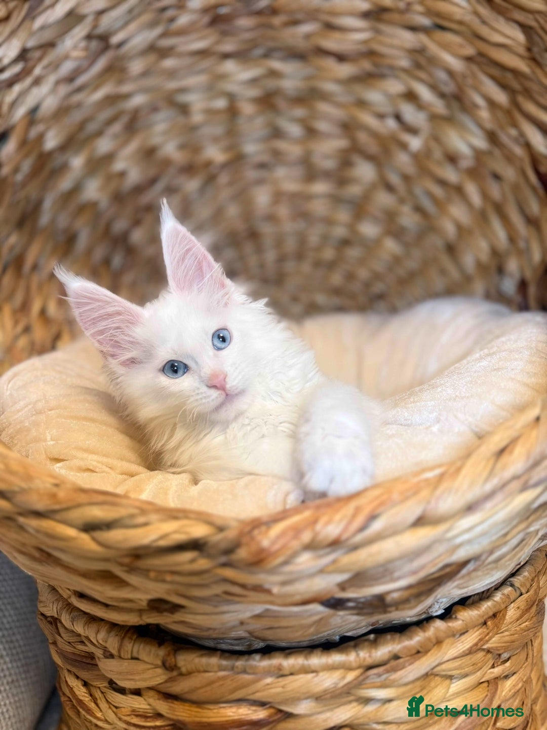 Maine Coon cats for sale: Russian TICA Maine Coon Boys! Amazing eyes! - Image 2