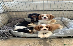 Cavalier King Charles Spaniel dogs for sale: Gorgeous King Charles cavalier puppies  - Image 6