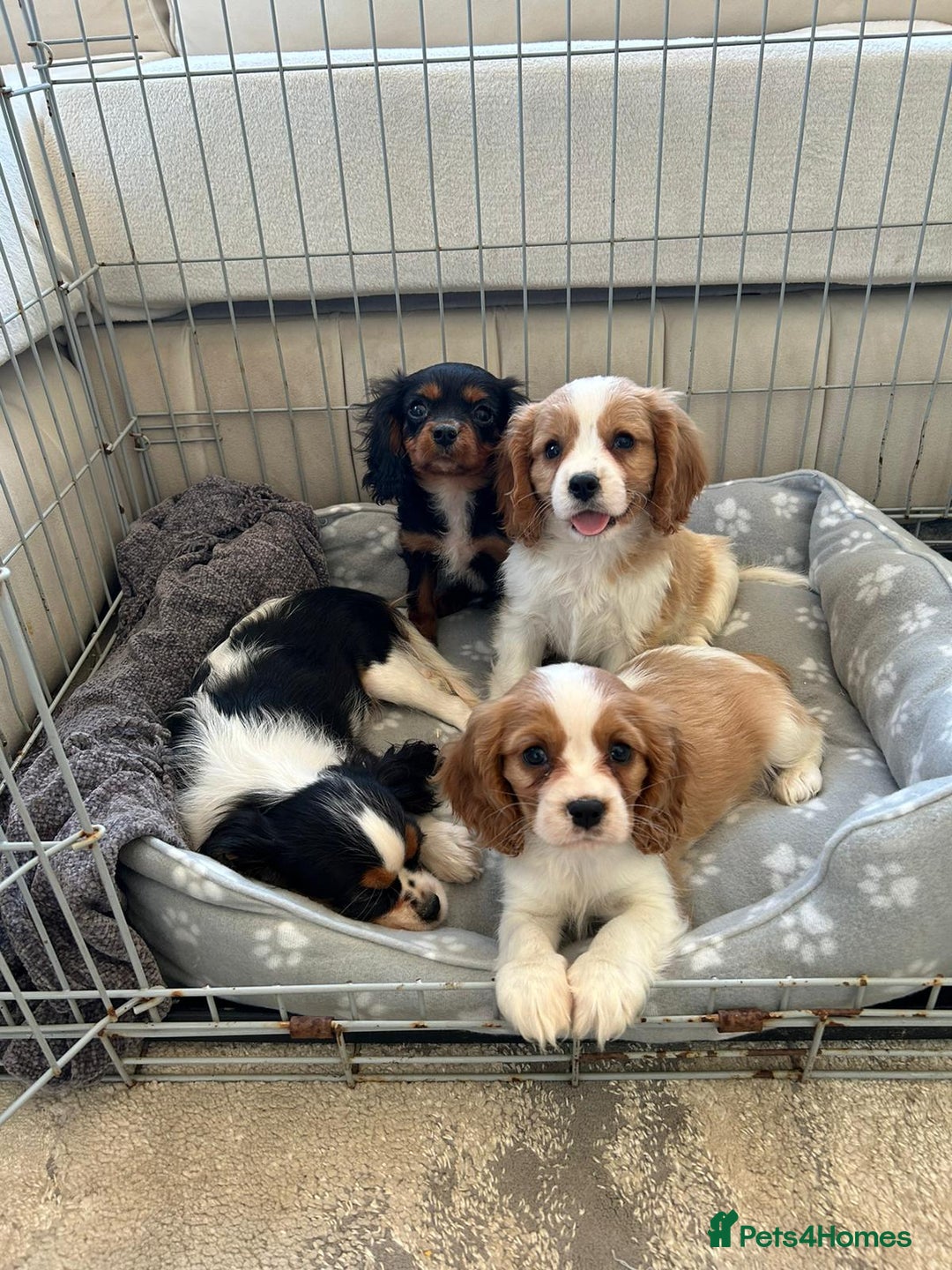 Cavalier King Charles Spaniel dogs for sale: Gorgeous King Charles cavalier puppies  - Image 6