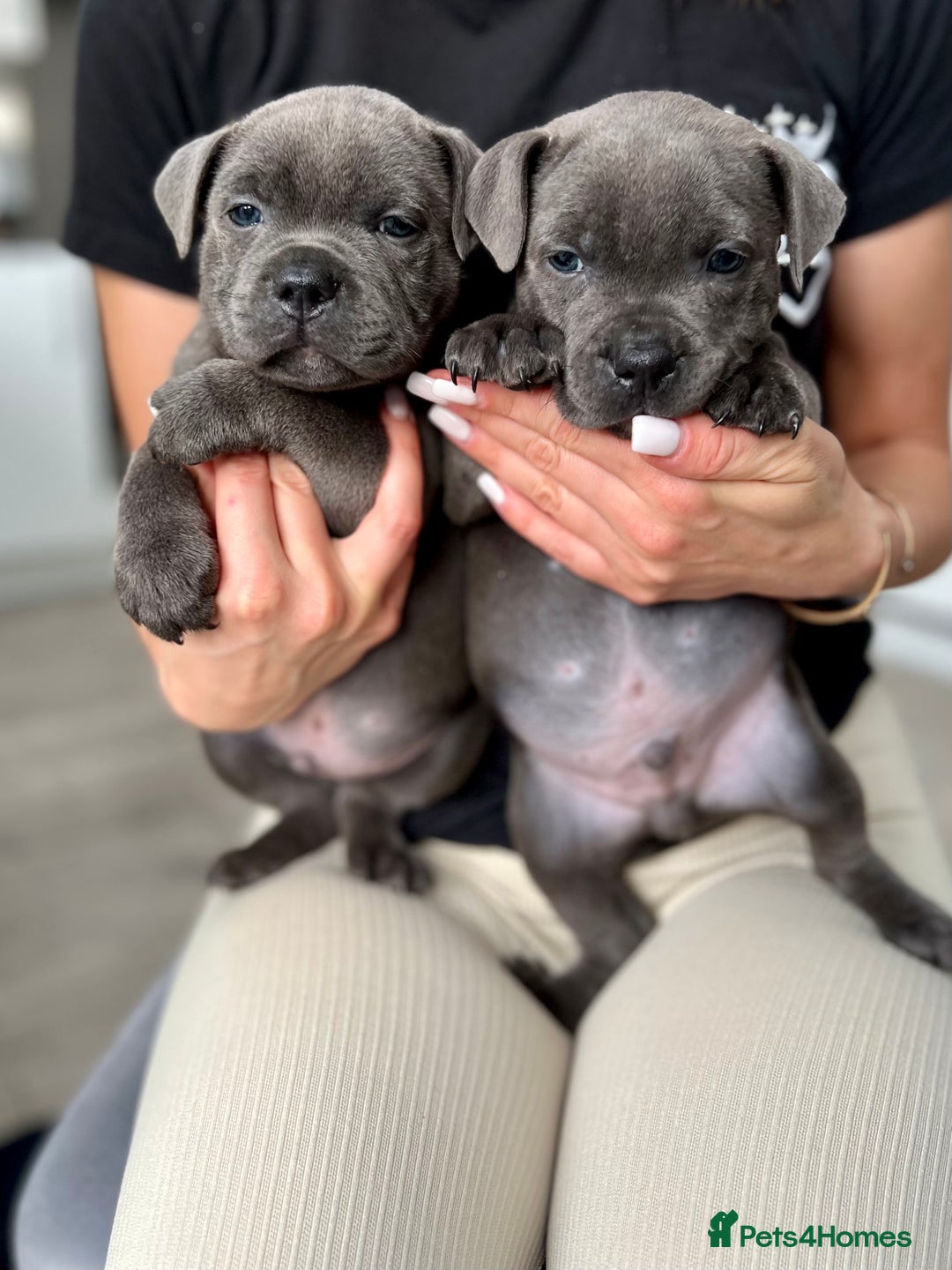 Staffordshire Bull Terrier dogs for sale: 🔷 Pharaon Champion Line Pups 🔷 in Wolverhampton - Image 7