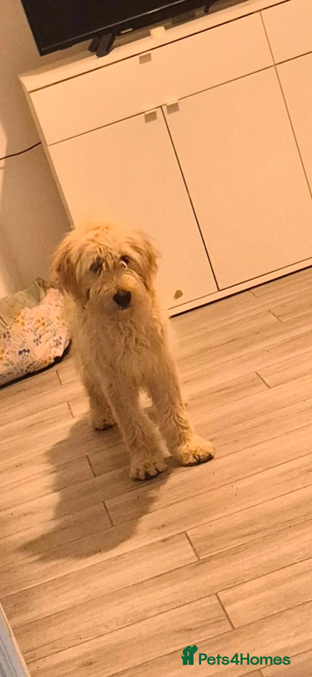 Goldendoodle dogs for sale: Goolden doodle  - Advert 2