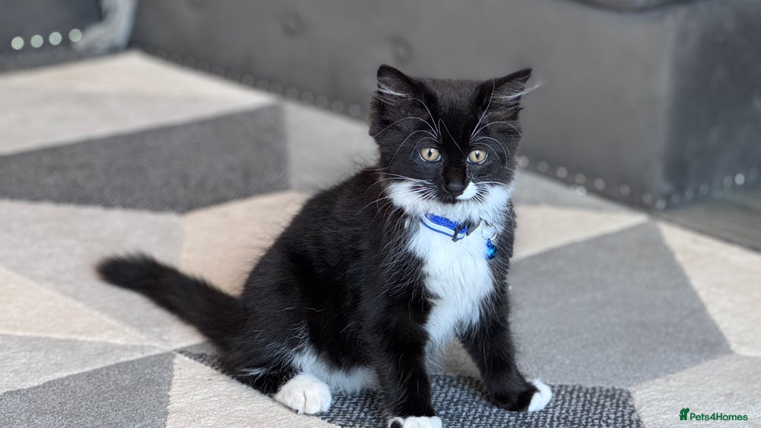 Mixed Breed cats for sale: Mix ragdoll kittens  - Image 5
