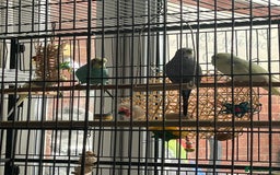 Budgerigars birds for sale: Budgies for sale  - Image 12