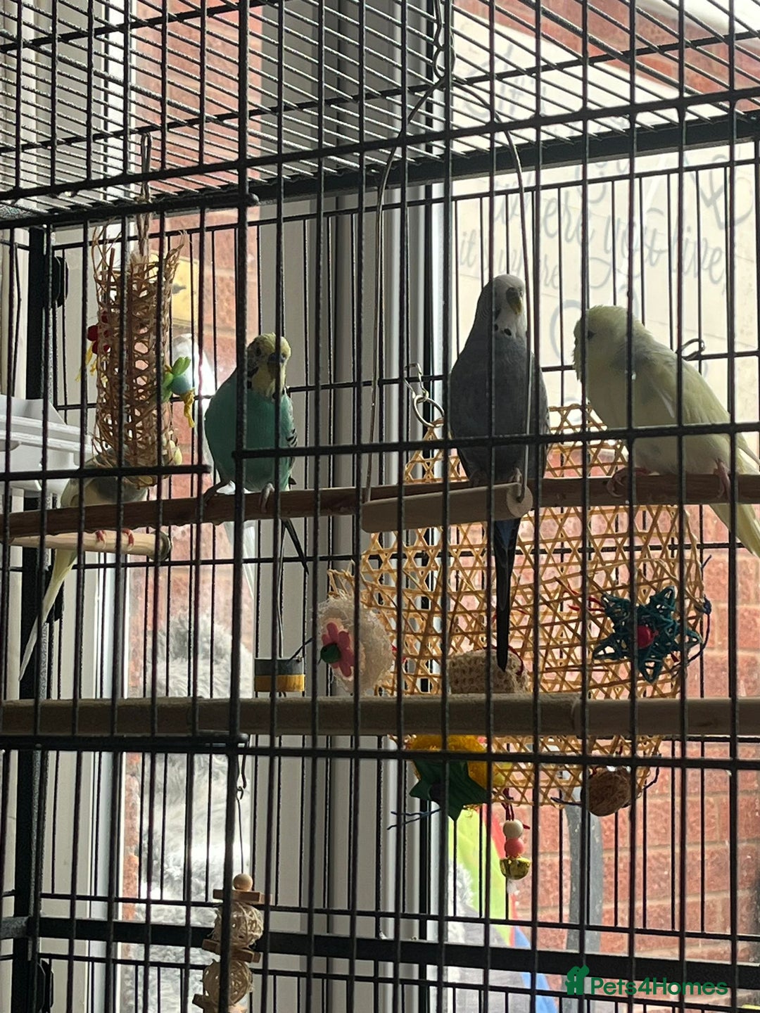 Budgerigars birds for sale: Budgies for sale  - Image 12
