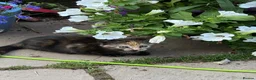 Mixed Breed cats for sale: Cute Kittens  in Doncaster - Advert 3