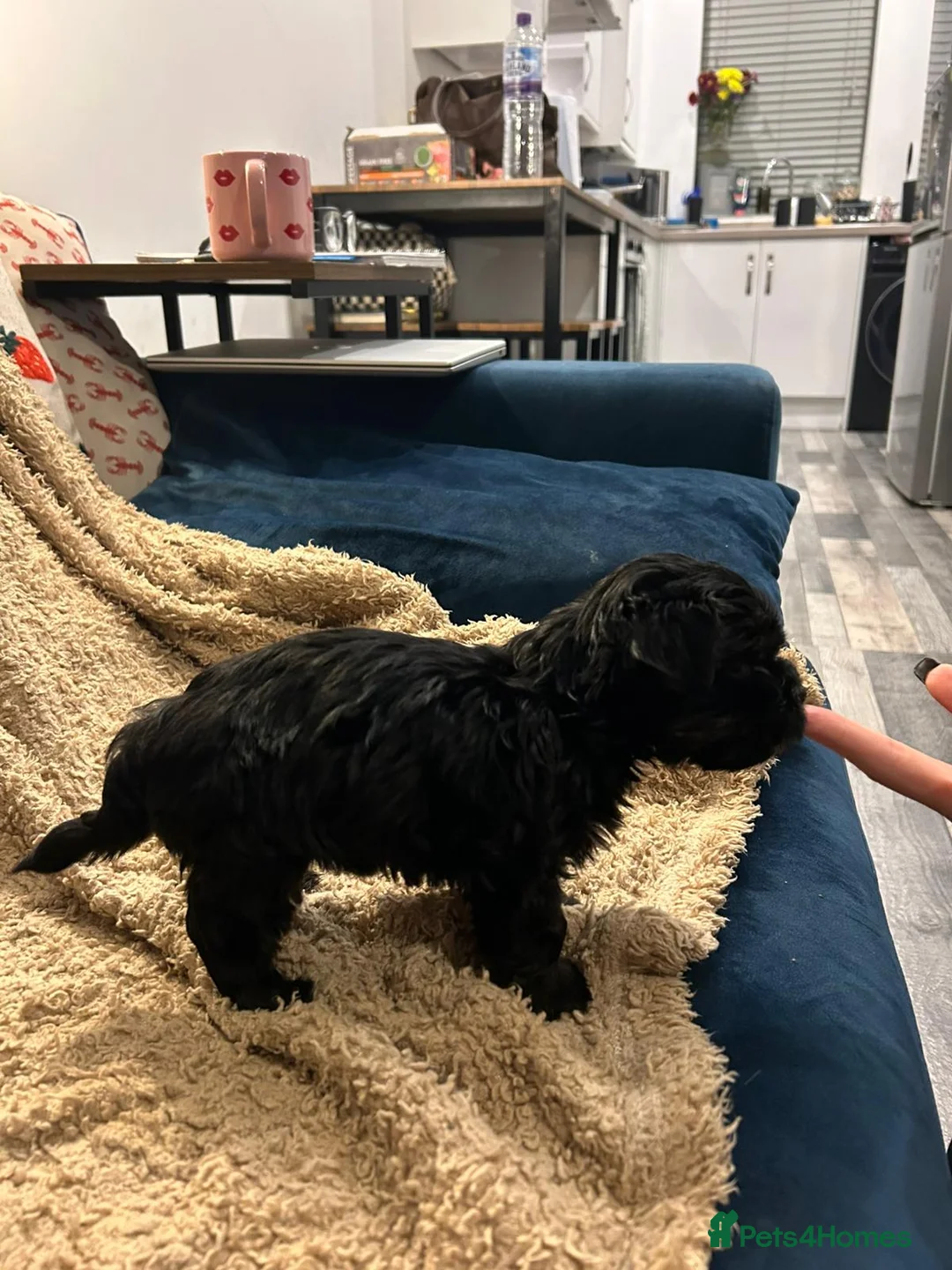 Havanese dogs for sale: Beautiful Havanese Puppies - Advert 14