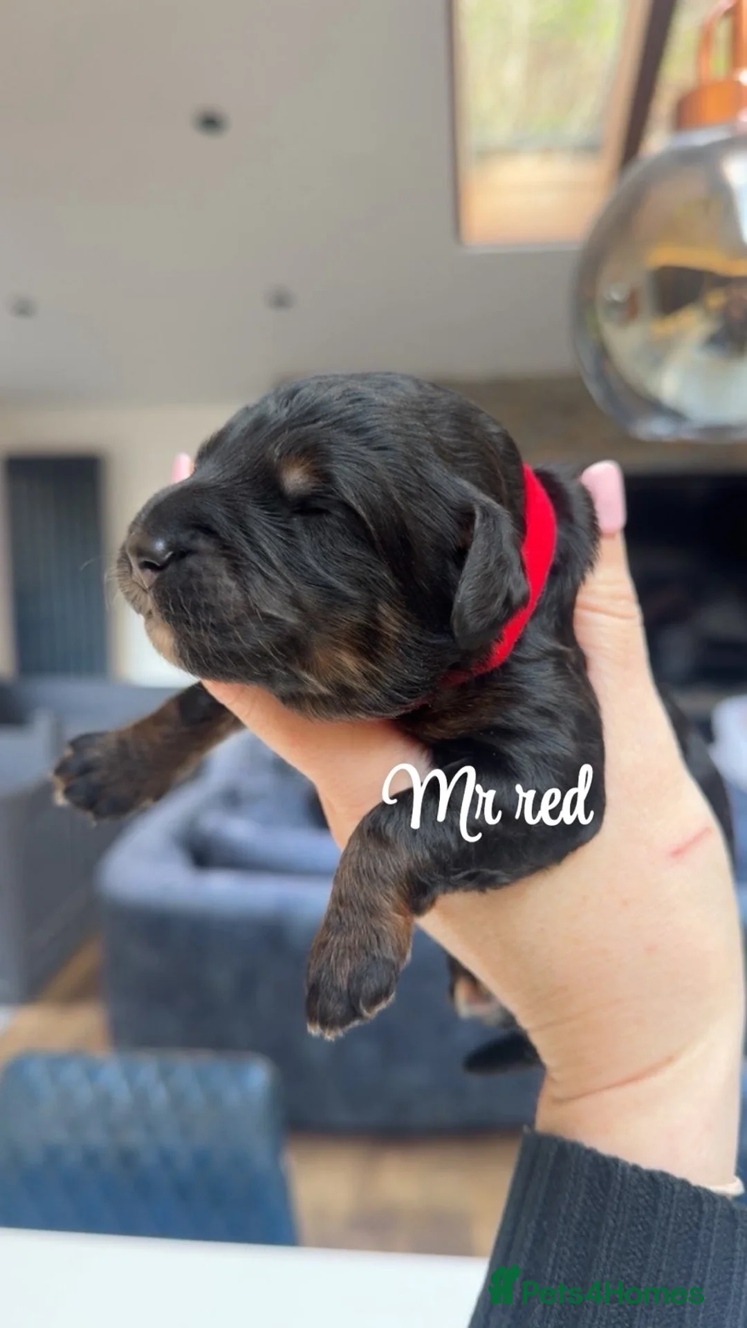 Bernedoodle dogs for sale: Merle, Black & Tan Mini Outstanding Bernedoodles - Advert 22