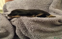 Miniature Dachshund dogs for sale: Miniature dachshund puppies - Image 13