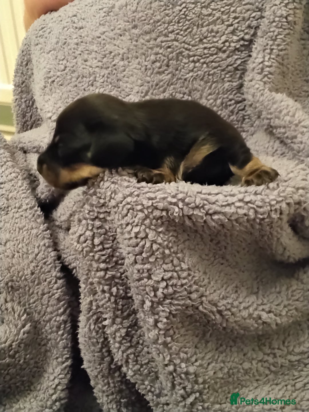 Miniature Dachshund dogs for sale: Miniature dachshund puppies - Image 13