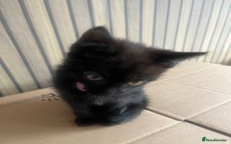 Mixed Breed cats for sale: Kittens  - Image 5