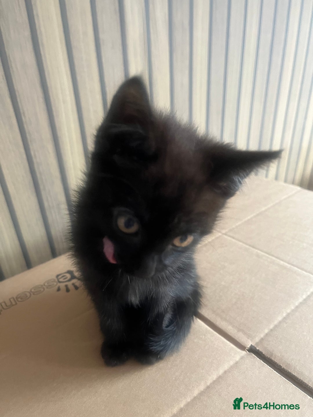 Mixed Breed cats for sale: Kittens  - Image 5