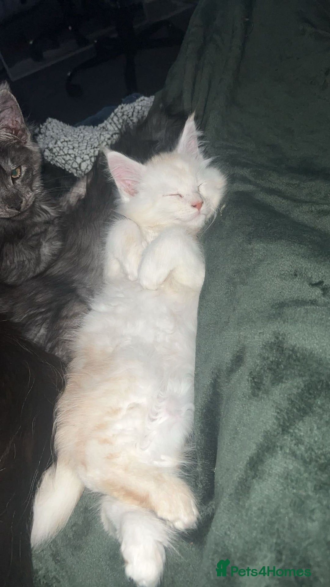 Maine Coon cats for sale: Stunning championship Maine coons for sale - Advert 15