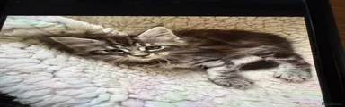 Maine Coon 1