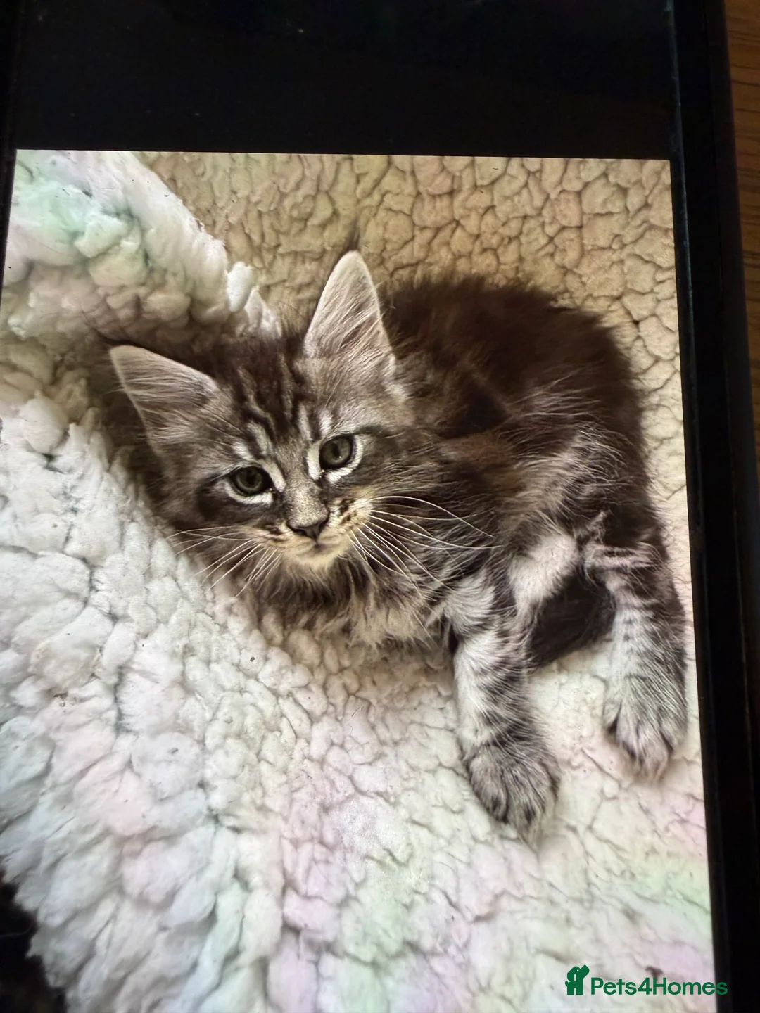 Maine Coon cats for sale: Stunning mission kittens  in Nuneaton - Advert 2
