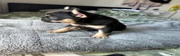 French Bulldog dogs for sale: Last Pedigree Frenchie in Ilford - Advert 5