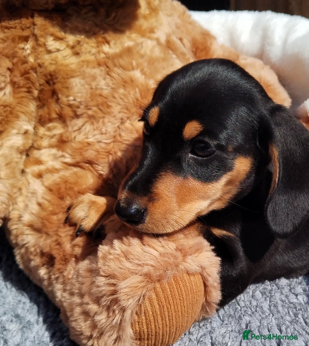 Miniature Dachshund dogs for sale: Mini dachshund  - Image 9