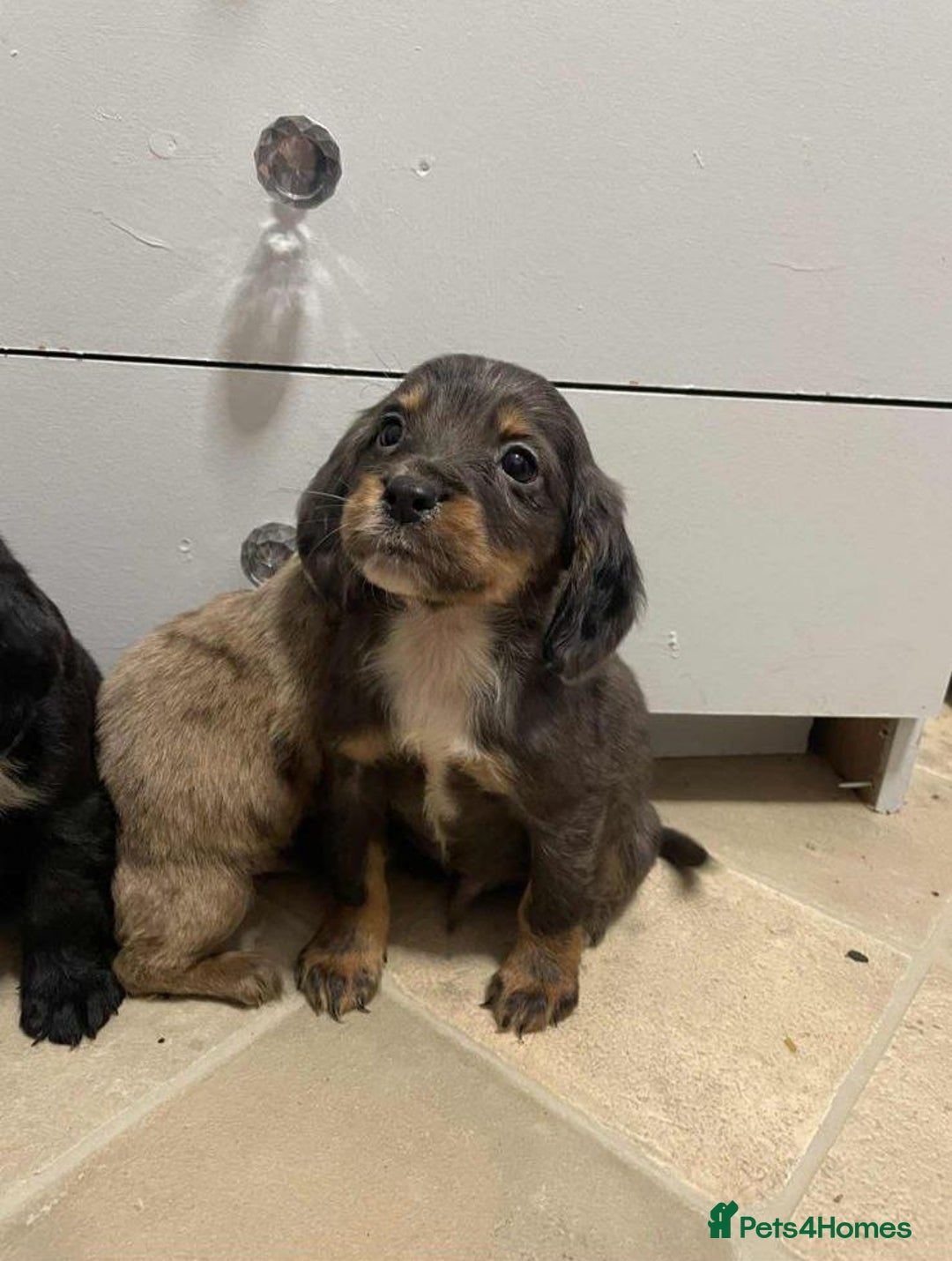 Cocker Spaniel dogs for sale: Adorable Cocker Spaniel Puppies - Advert 11