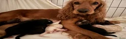 Cocker Spaniel dogs for sale: Working Cocker Spaniel Puppies in Eastbourne - Advert 5