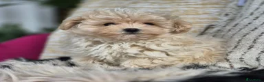 Maltipoo 1