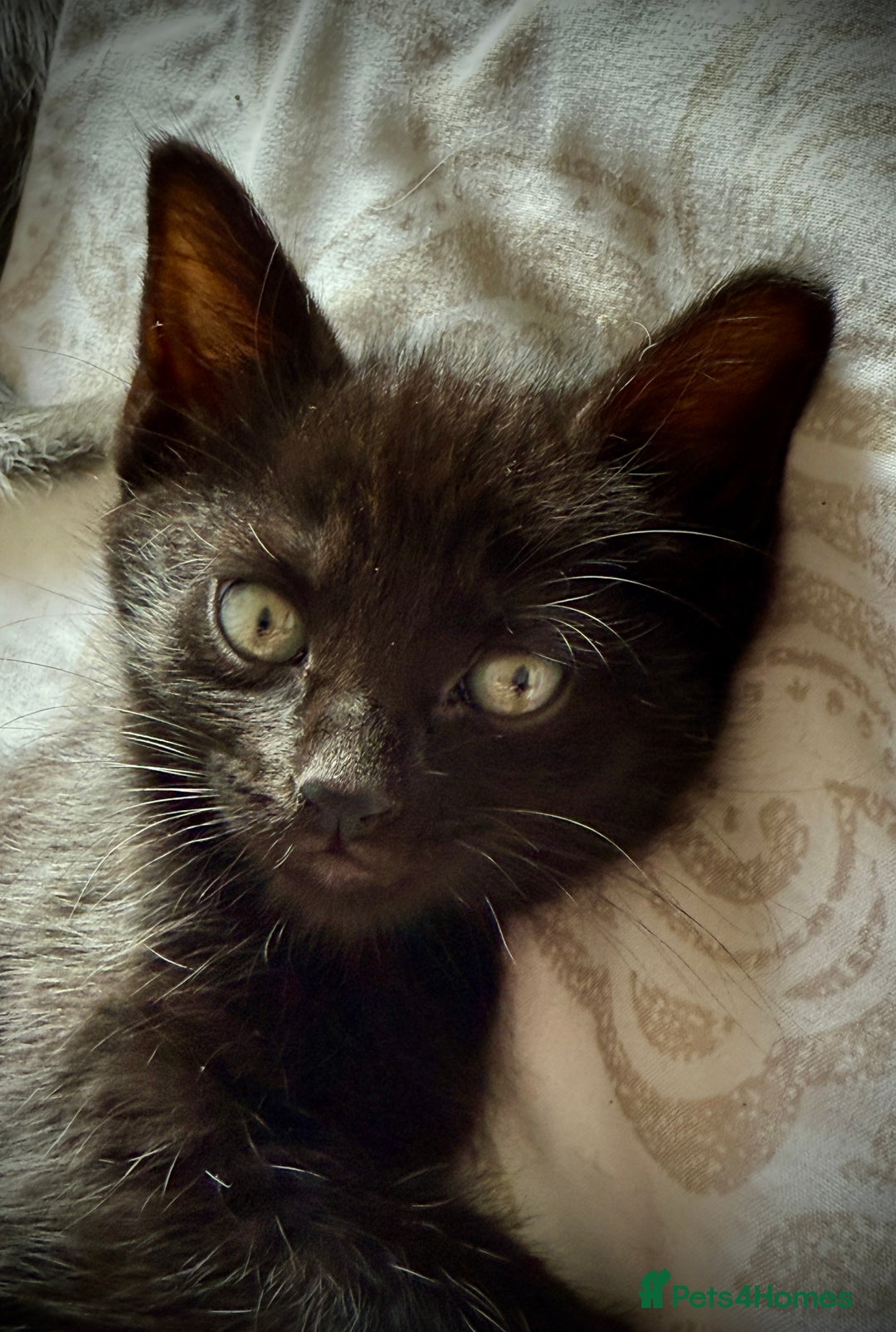 Mixed Breed cats for sale: 3 beautiful kittens available - Image 33