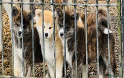 Japanese Akita Inu dogs for stud: KC Japanese Akita Inu Stud - Image 7