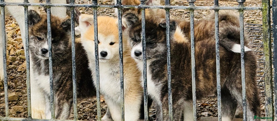 Japanese Akita Inu dogs for stud: KC Japanese Akita Inu Stud - Image 7