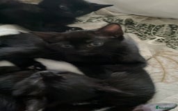 Mixed Breed cats for sale: Looking for forever homes - Image 4