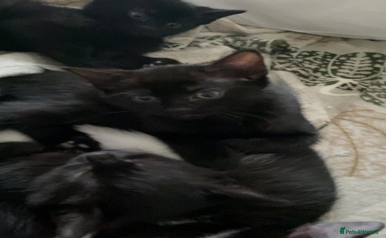 Mixed Breed cats - Advert 13