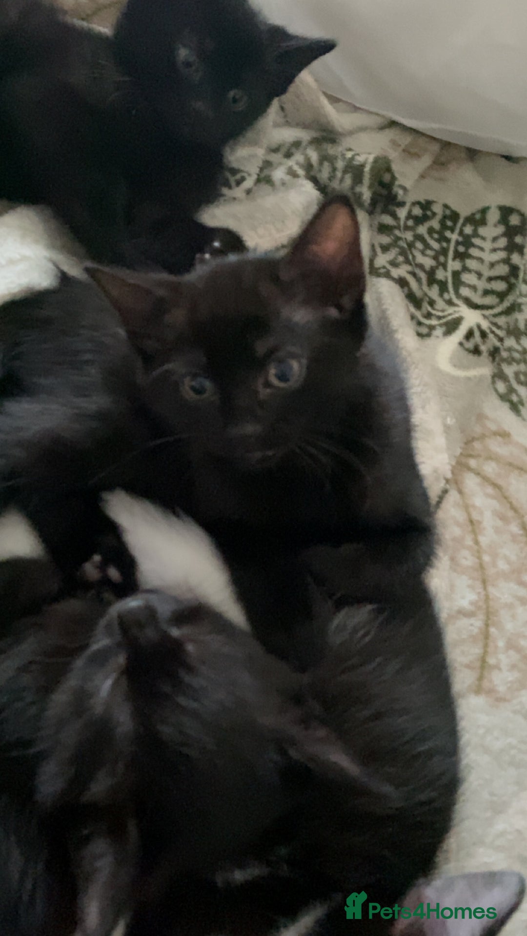 Mixed Breed cats for sale: Looking for forever homes - Image 4