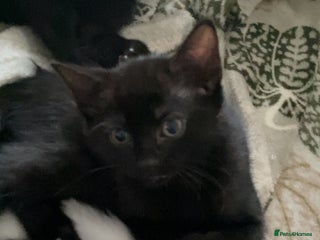 Mixed Breed cats - Advert 32