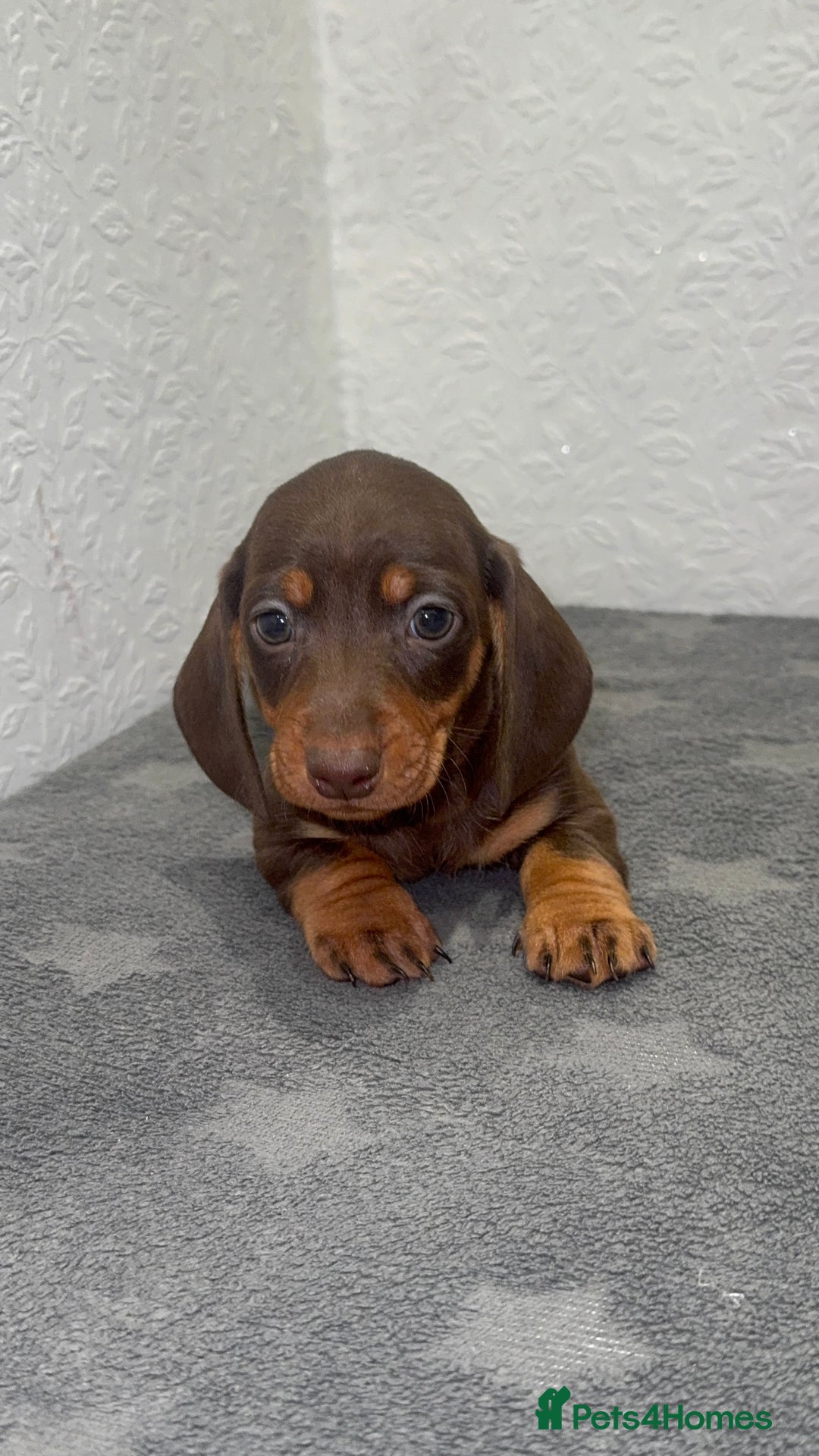Dachshund dogs for sale: Beautiful Dachsund puppies READY TO LEAVE  - Advert 3
