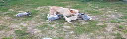 Australian Cattle Dog dogs for sale: 6 Stunning KC Australian cattle dog puppies  - Advert 3
